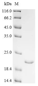 Recombinant Mouse C5a anaphylatoxin chemotactic receptor (C5ar1), partial