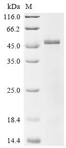 Recombinant Human RING finger protein 126 (RNF126)