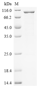 Recombinant Bacillus anthracis Protective antigen (pagA)
