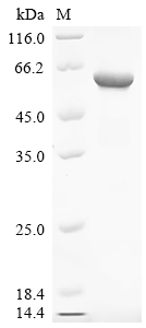 Recombinant Blomia tropicalis Alpha-amylase