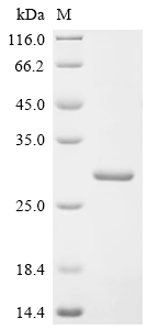 Recombinant Human Hepcidin (HAMP), partial