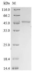 Recombinant Aspergillus fumigatus Protein ecm33 (ecm33)