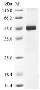 Recombinant Plasmodium falciparum Apical membrane antigen 1 (AMA-1) (F287S), partial