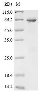 Recombinant Human Polypyrimidine tract-binding protein 1 (PTBP1)