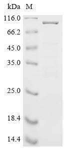 Recombinant Staphylococcus aureus Immunoglobulin-binding protein sbi (sbi)