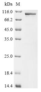 Recombinant Mouse Heat shock protein HSP 90-alpha (Hsp90aa1)