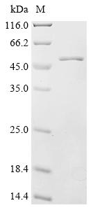 Recombinant Mouse N-myc-interactor (Nmi)