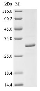 Recombinant Human Histone deacetylase complex subunit SAP25 (SAP25)