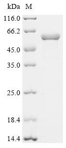 Recombinant Human POU domain, class 2, transcription factor 3 (POU2F3)