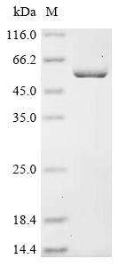 Recombinant Ehrlichia chaffeensis Trigger factor (tig), partial