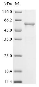 Recombinant Tick-borne encephalitis virus European subtype Genome polyprotein, partial