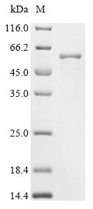Recombinant Tick-borne encephalitis virus Far Eastern subtype Genome polyprotein, partial