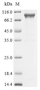 Recombinant Measles virus Fusion glycoprotein F0 (F), partial, Biotinylated
