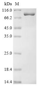 Recombinant Human Adseverin (SCIN)