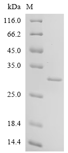 Recombinant Bovine Cell death activator CIDE-B (CIDEB), partial