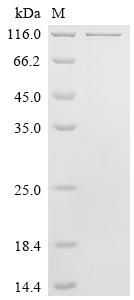 Recombinant Mouse Amyloid beta A4 protein (App)