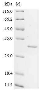 Recombinant Bovine Cell death activator CIDE-B (CIDEB)