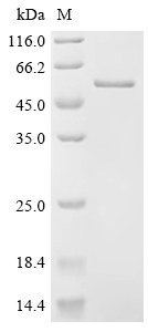 Recombinant Human DCC-interacting protein 13-alpha (APPL1), partial