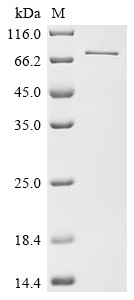 Recombinant Human Synaptotagmin-like protein 1 (SYTL1)