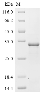 Recombinant Bovine Chymotrypsin-like elastase family member 2A (CELA2A)