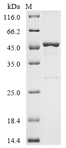 Recombinant Mouse Z-DNA-binding protein 1 (Zbp1)