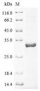 Recombinant Bovine Chymotrypsin-like elastase family member 2A (CELA2A)