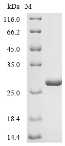 Recombinant Human Neutrophil elastase (ELANE)