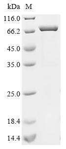 Recombinant Human Acetylcholine receptor subunit alpha (CHRNA1), partial, Biotinylated