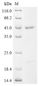 Recombinant Human Eukaryotic initiation factor 4A-I (EIF4A1)