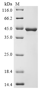 Recombinant Solanum tuberosum Patatin-15