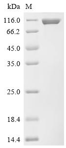 Recombinant Human LIR-1 (LILRB1), partial, Biotinylated