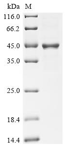 Recombinant Human Butyrophilin-like protein 2 (BTNL2), partial