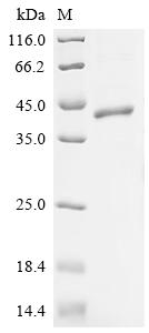 Recombinant Human Butyrophilin-like protein 2 (BTNL2), partial