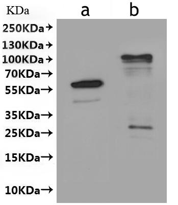 Recombinant Arabidopsis thaliana Protein HAPLESS 2 (HAP2)-VLPs