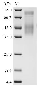 Recombinant Dog CD274 molecule (CD274), partial