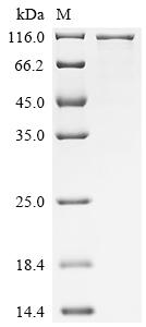 Recombinant Mouse Transferrin receptor protein 2 (Tfr2), partial
