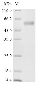 Recombinant Rabbit T cell immunoreceptor with Ig and ITIM domains (TIGIT), partial
