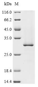Recombinant Mouse ATP synthase subunit C lysine N-methyltransferase (Atpsckmt)