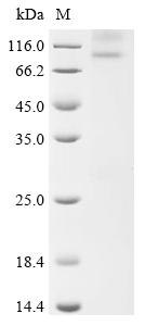 Recombinant Cavia porcellus Potassium voltage-gated channel subfamily KQT member 1 (KCNQ1)