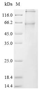 Recombinant Human G protein-activated inward rectifier potassium channel 1 (KCNJ3) (F137S)