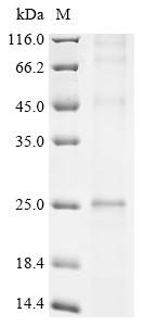 Recombinant Human Claudin-4 (CLDN4)