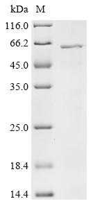 Recombinant Orientia tsutsugamushi 56 kDa type-specific antigen