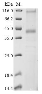 Recombinant Mouse Formyl peptide receptor 2 (Fpr2)