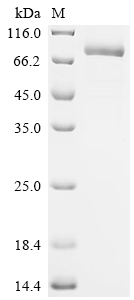Recombinant Human Desmoglein-3 (DSG3), partial, Biotinylated