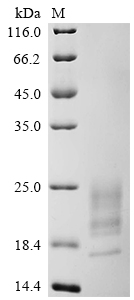 Recombinant Camelpox virus A27L membrane protein (A27L)