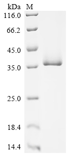 Recombinant Variola virus B7R protein (B7R), partial