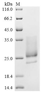 Recombinant Cowpox virus CPXV099 protein (CPXV099 CDS), partial