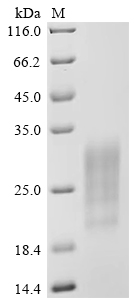 Recombinant Camelpox virus Protein OPG161 (CMP150R), partial