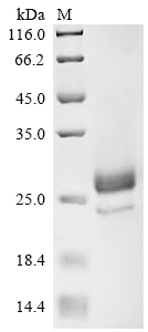 Recombinant Camelpox virus CMP85R (CMP85R), partial