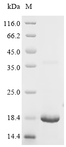 Recombinant Human Platelet glycoprotein Ib beta chain (GP1BB), partial